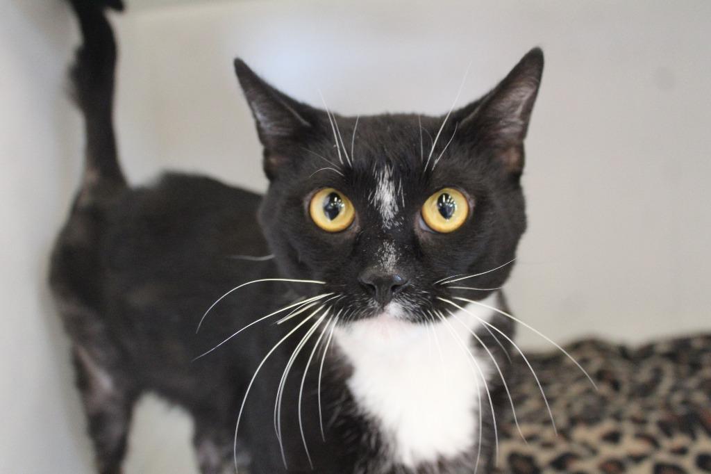Enlarge Necco, a ADOPTABLE Domestic Short Hair in Chestertown, MD image 1/3
