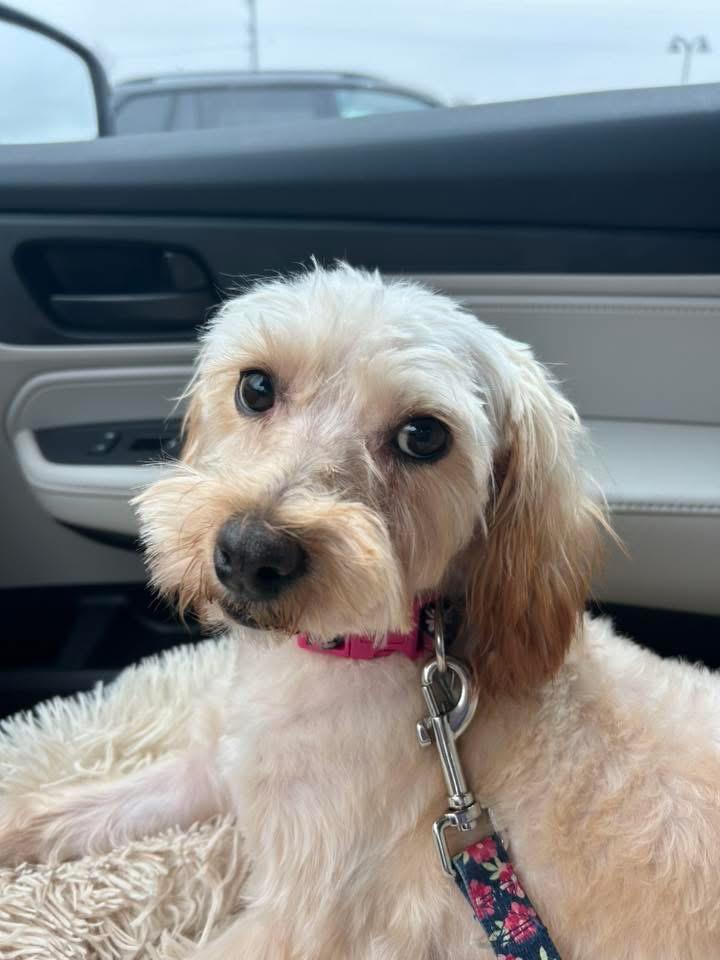 Molly, Adoptable, Adult Female Maltese & Shih Tzu.