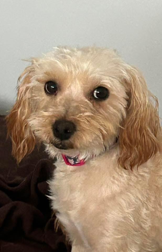 Molly, a Adoptable mixed breed in Bristol, WI image 2/5