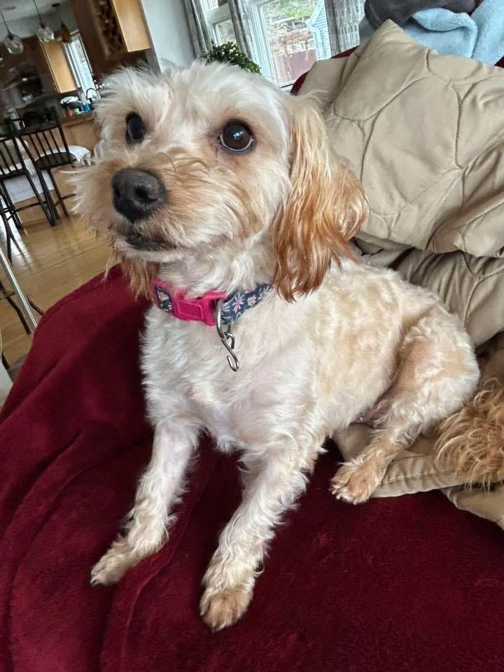 Molly, a Adoptable mixed breed in Bristol, WI image 4/5