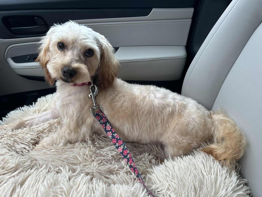 Molly, a Adoptable mixed breed in Bristol, WI image 5/5