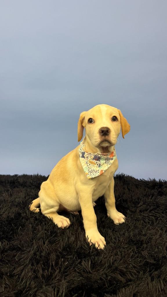 Enlarge Newt, a Adoptable mixed breed in Phoenix, AZ image 1/5