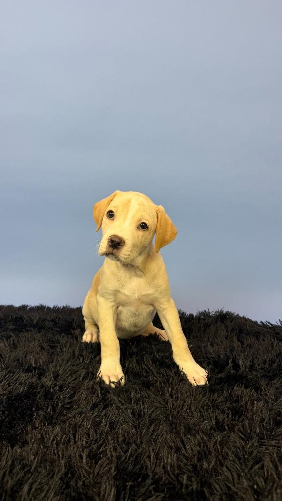 Enlarge Newt, a Adoptable mixed breed in Phoenix, AZ image 2/5
