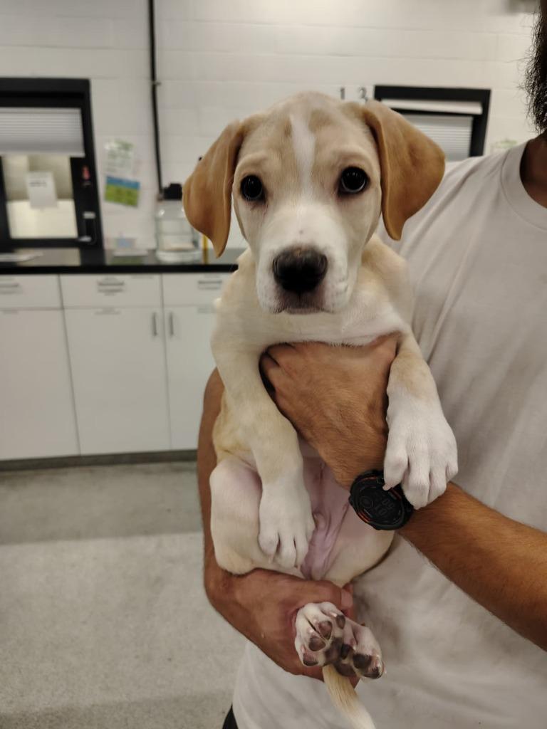 Enlarge Newt, a Adoptable mixed breed in Phoenix, AZ image 3/6
