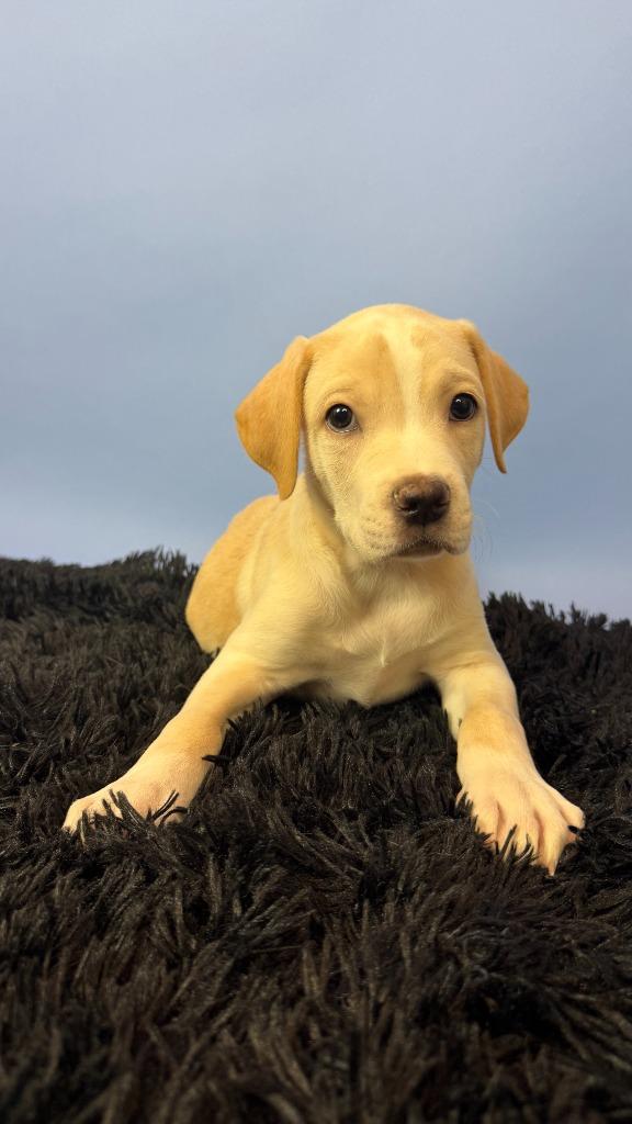 Enlarge Newt, a Adoptable mixed breed in Phoenix, AZ image 3/5