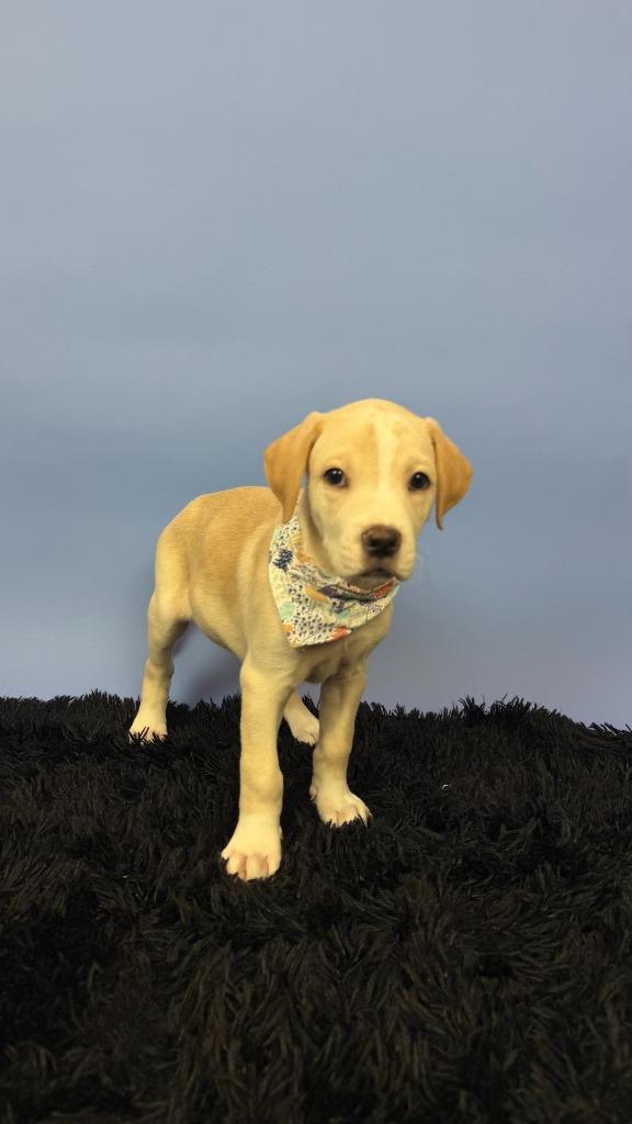 Enlarge Newt, a Adoptable mixed breed in Phoenix, AZ image 4/5