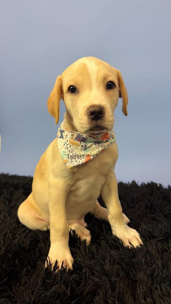 Enlarge Newt, a Adoptable mixed breed in Phoenix, AZ image 5/5