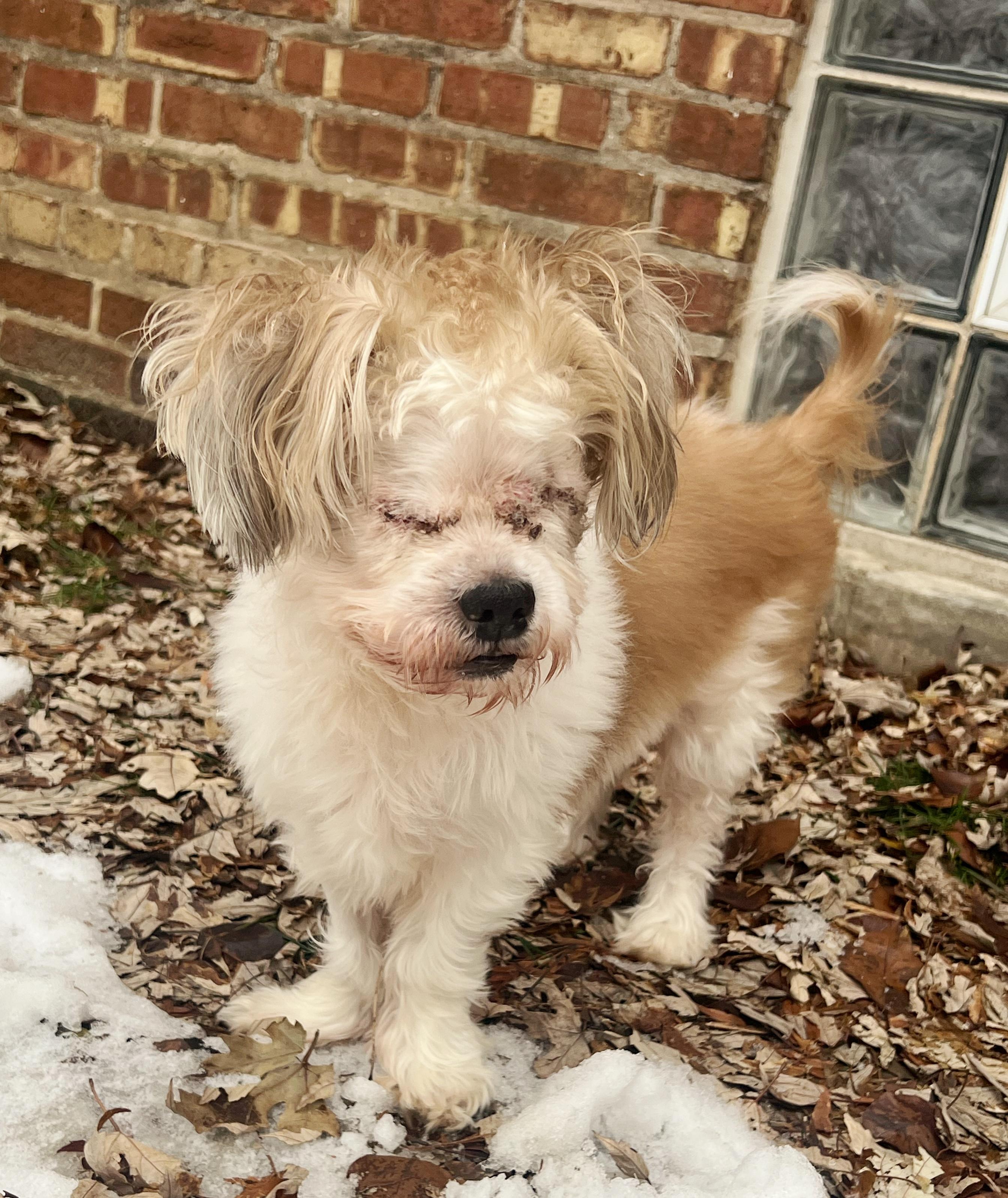 Sonny, ADOPTABLE, Senior Male Shih Tzu.