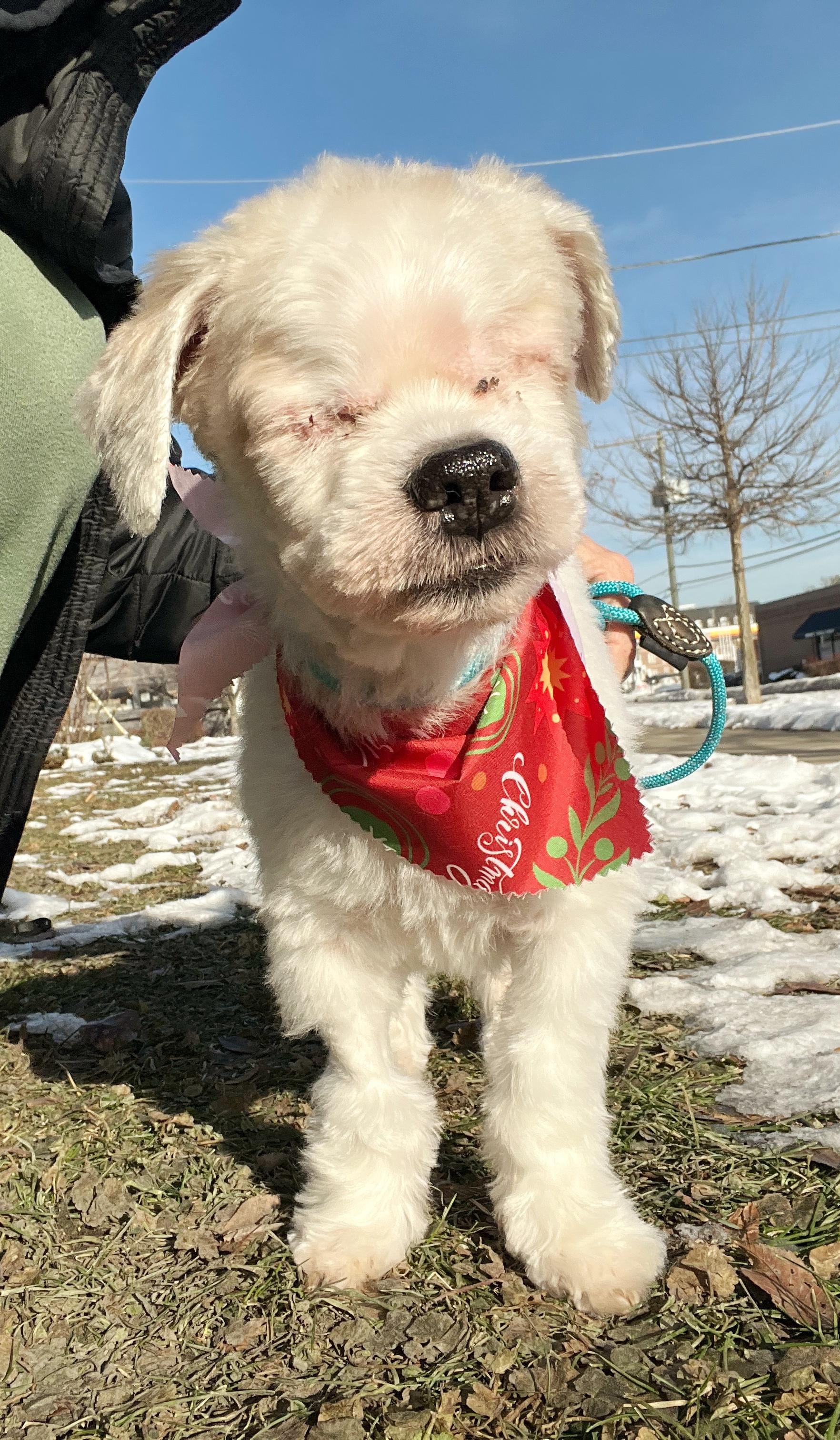 Sonny, an adopted Shih Tzu in Crestwood, IL image 2/6