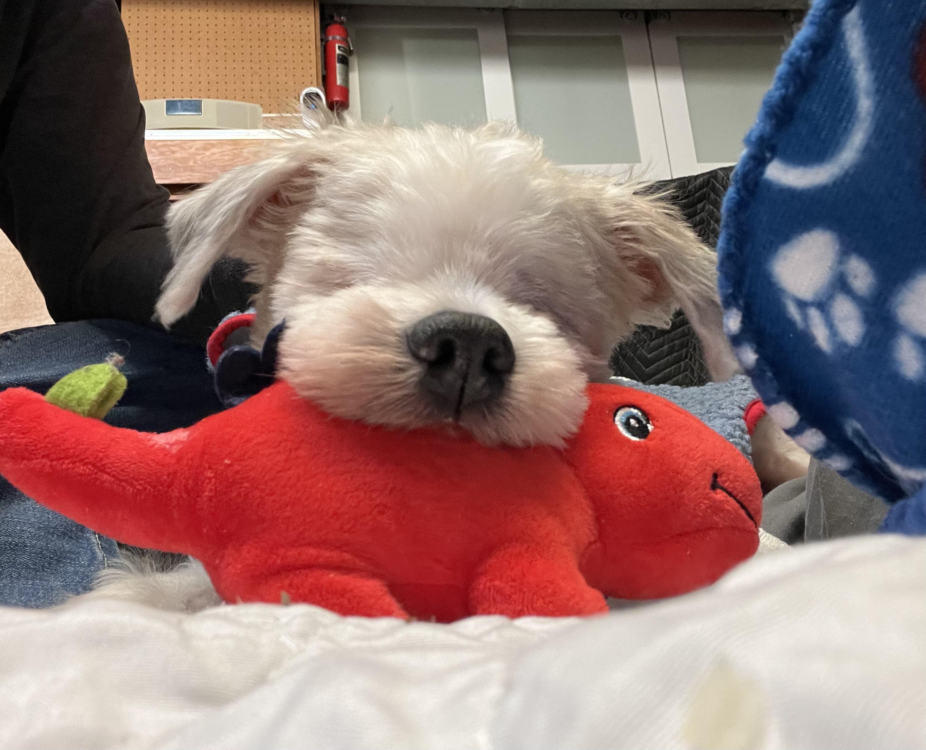 Sonny, an adopted Shih Tzu in Crestwood, IL image 6/6