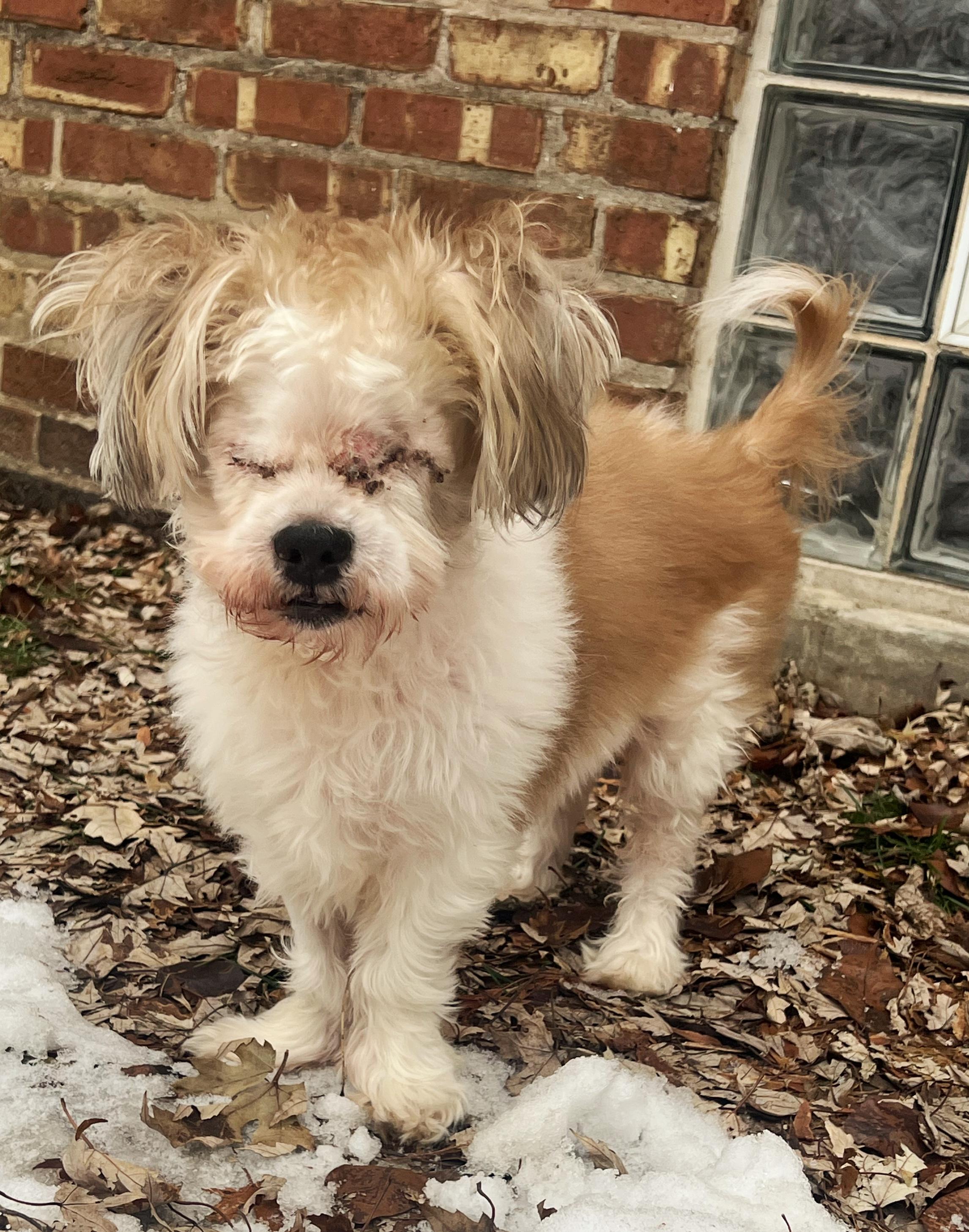 Sonny, a ADOPTABLE Shih Tzu in Crestwood, IL image 2/2