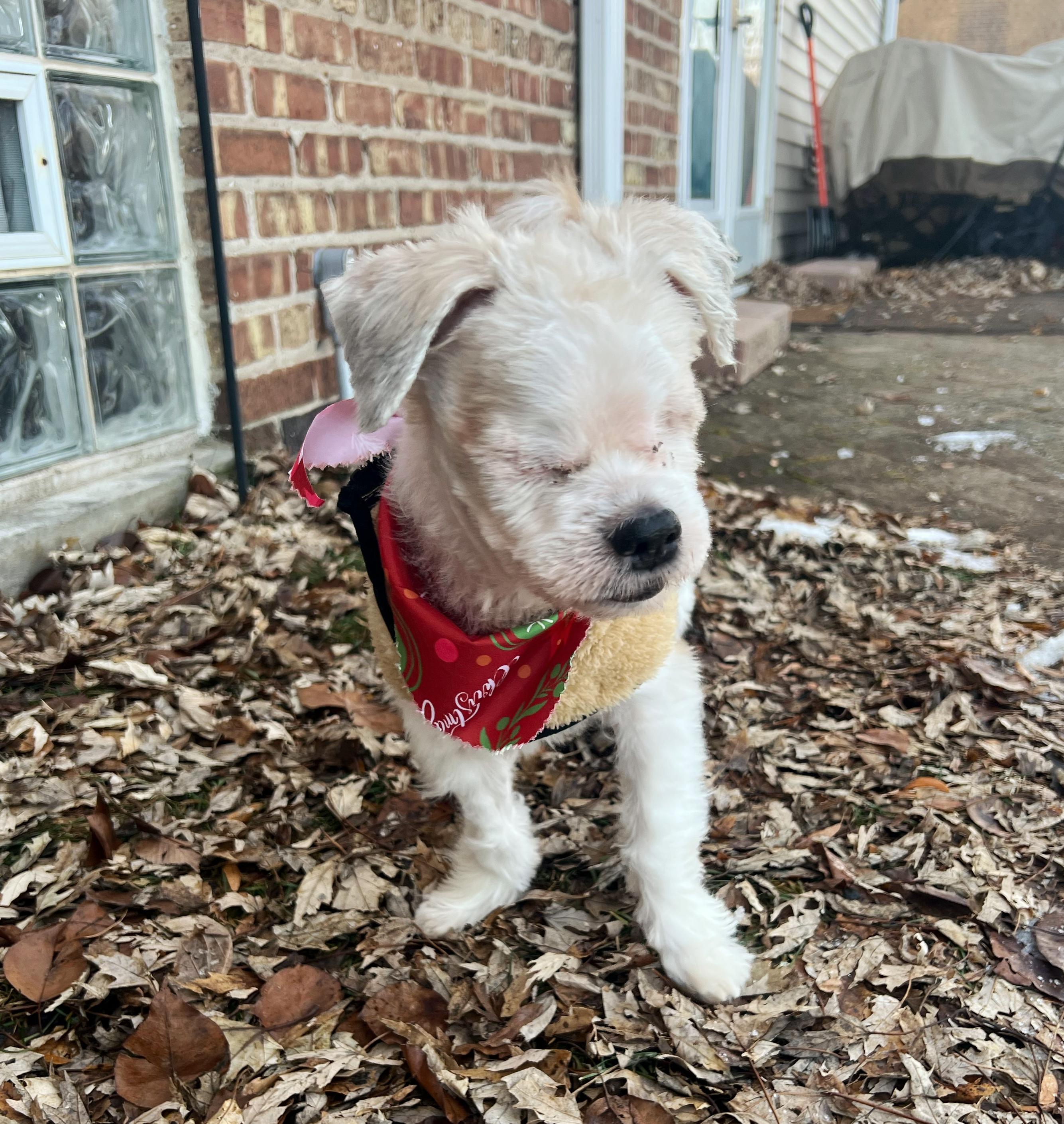 Sonny, an adopted Shih Tzu in Crestwood, IL image 3/6