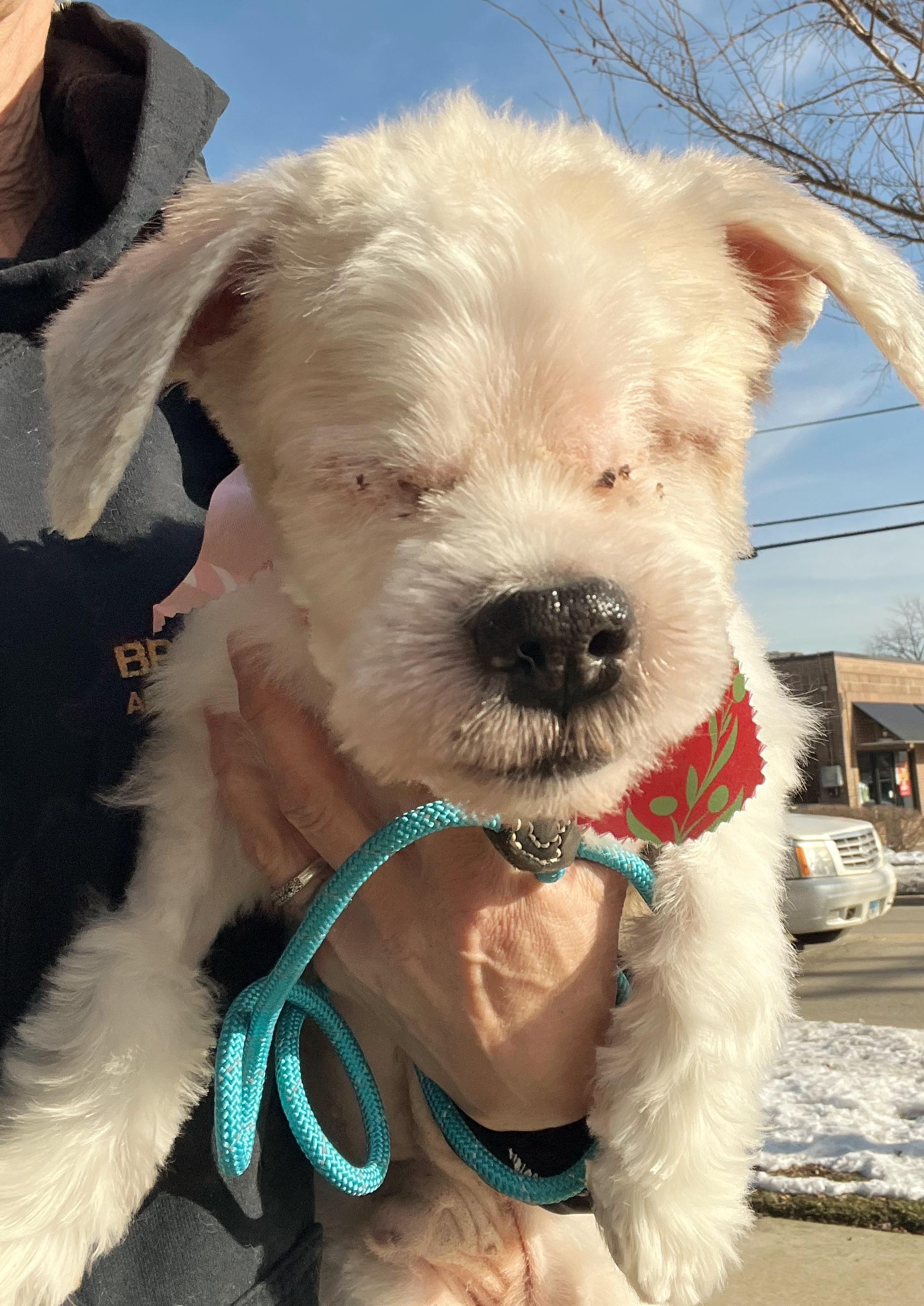 Sonny, ADOPTABLE, Senior Male Shih Tzu.