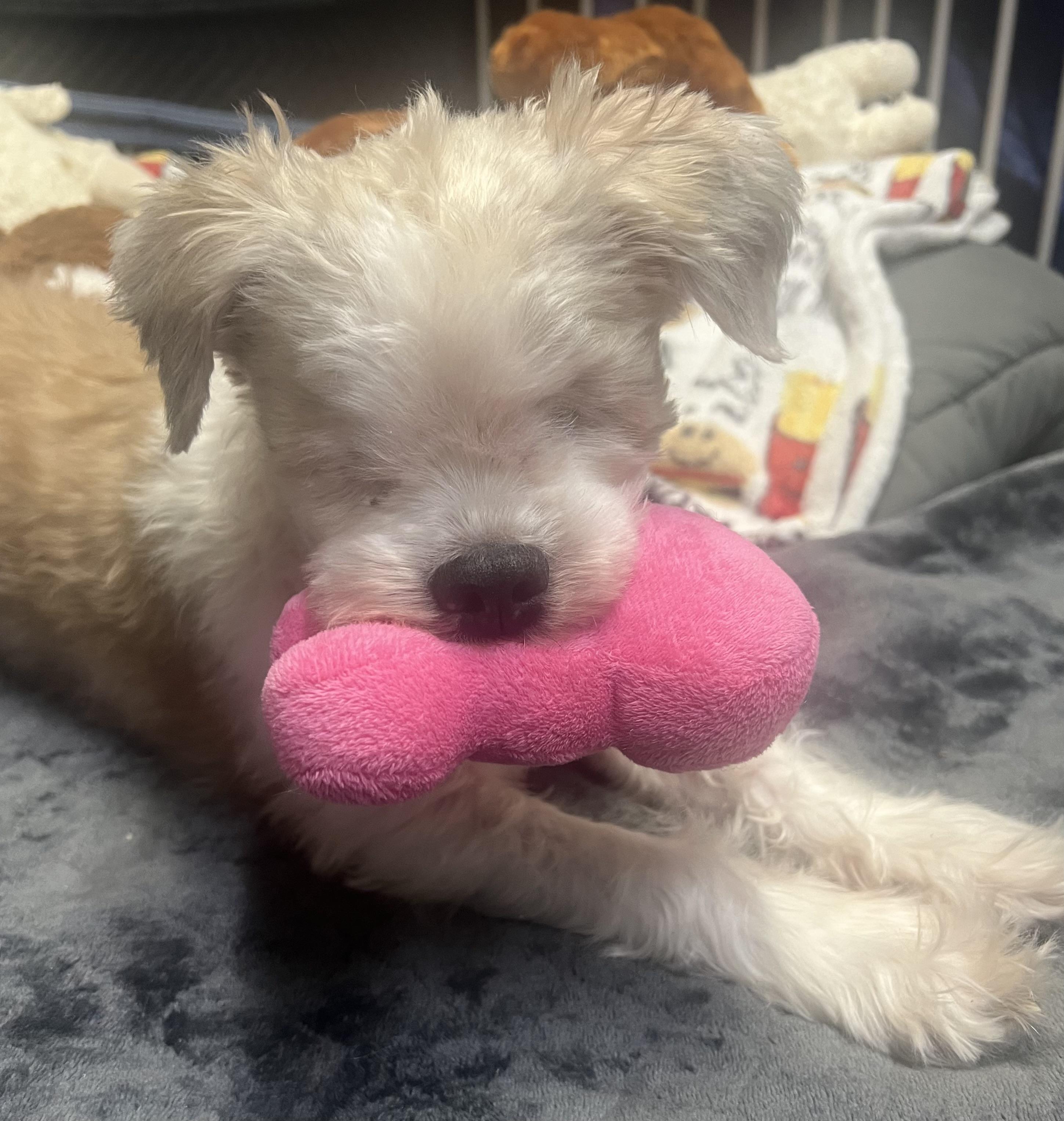 Sonny, ADOPTABLE, Senior Male Shih Tzu.