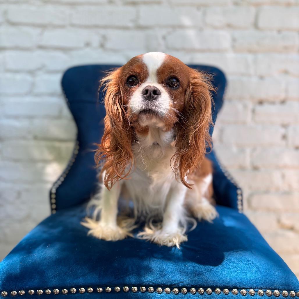 Chestnut Mia, ADOPTABLE, Adult Female Cavalier King Charles Spaniel.