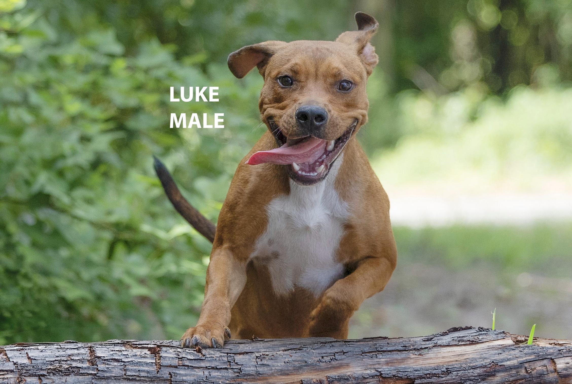 Luke, Adoptable, Adult Male American Bully.