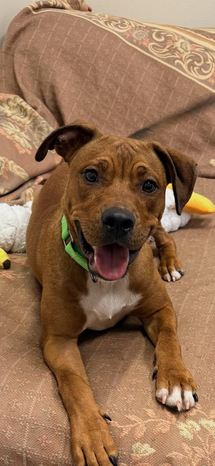 Enlarge Luke, a Adoptable mixed breed in Pawleys Island, SC image 2/4