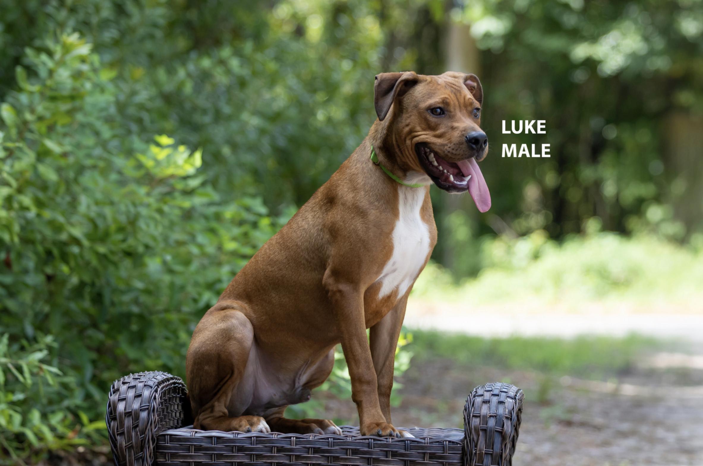 Enlarge Luke, a Adoptable mixed breed in Pawleys Island, SC image 4/4