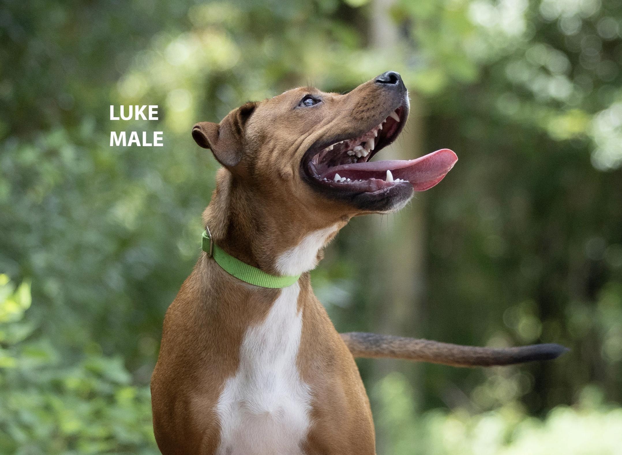 Enlarge Luke, a Adoptable mixed breed in Pawleys Island, SC image 3/4