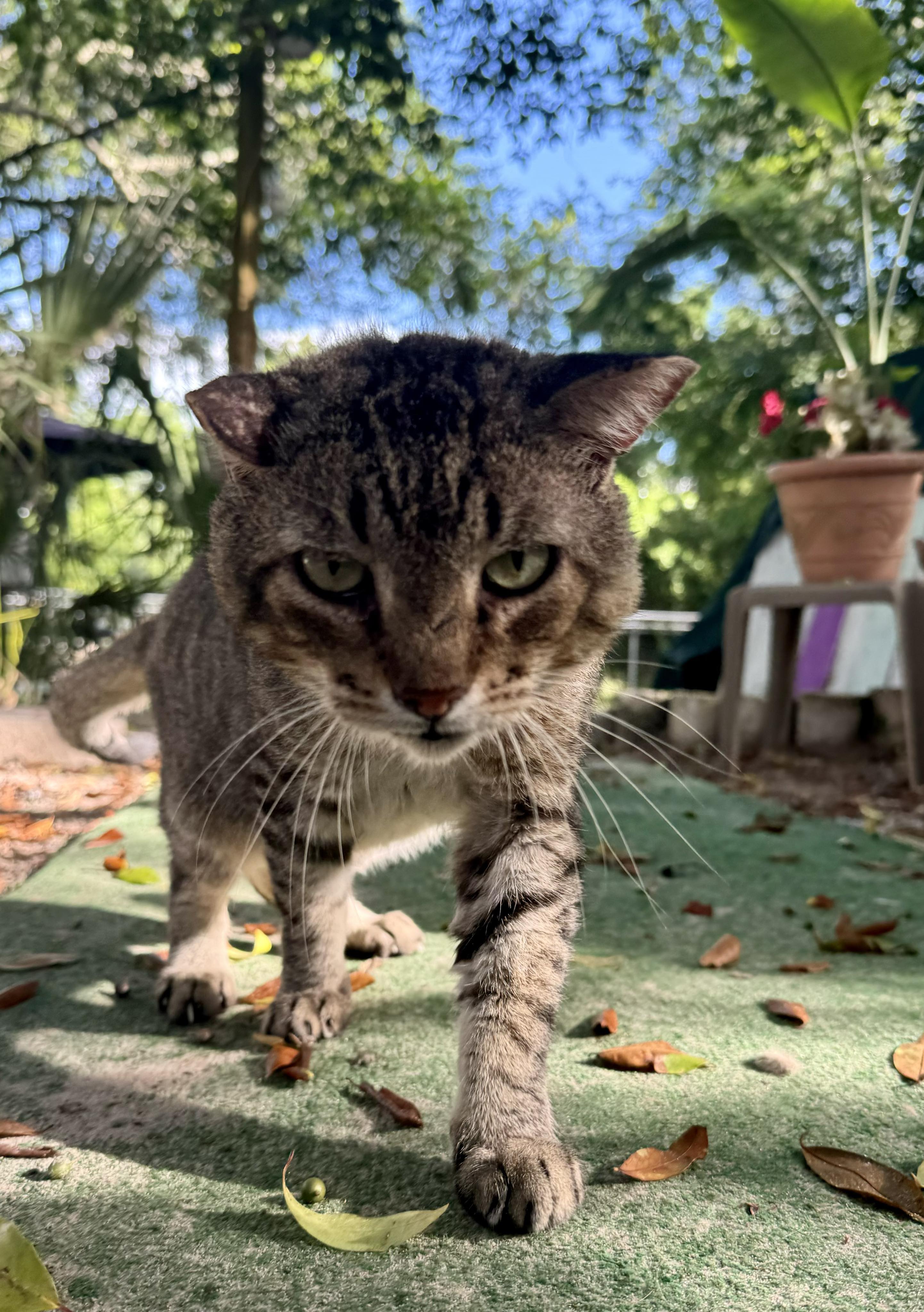 Grandpa, Senior Male Tabby