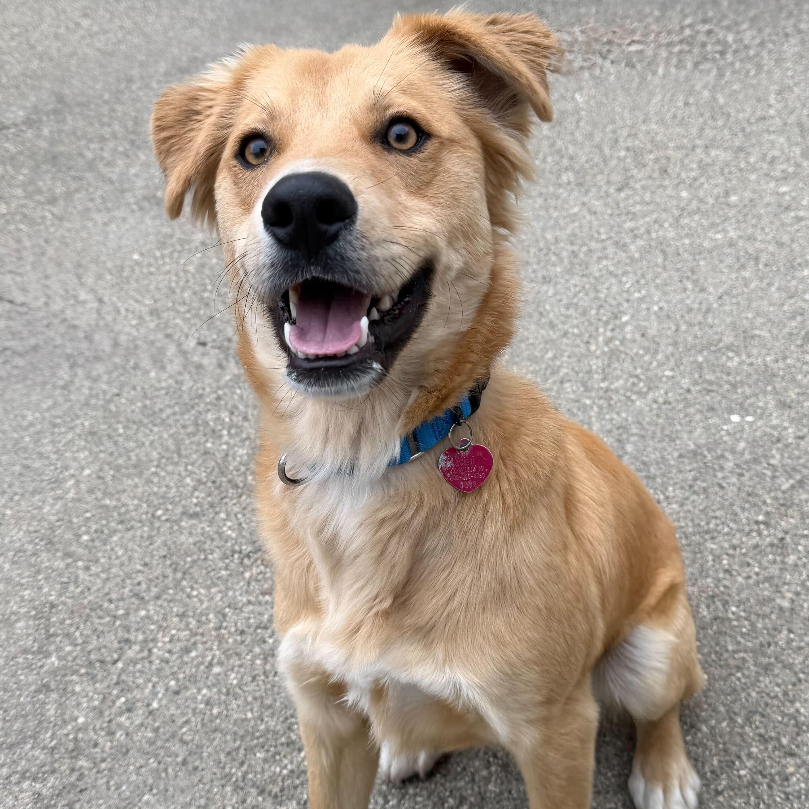 Enlarge Danny, an adopted mixed breed in Uxbridge, MA image 1/2