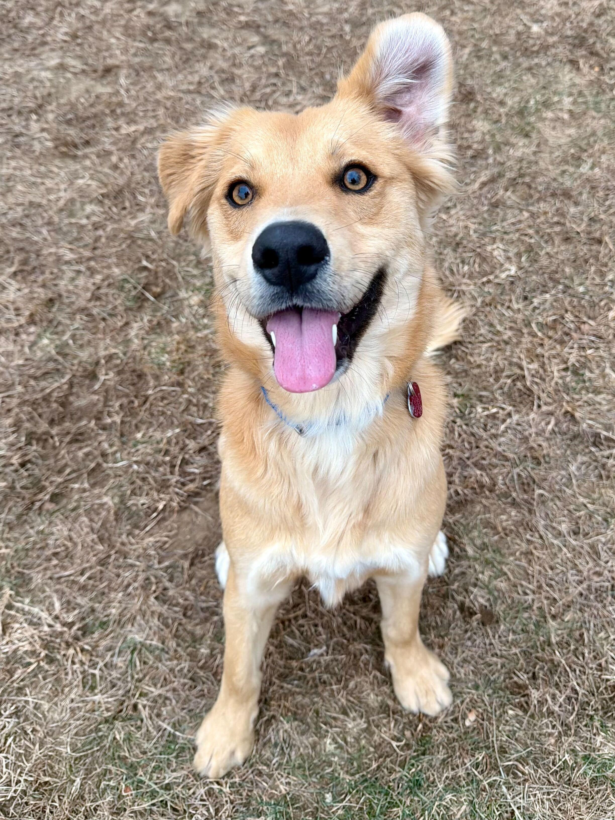Enlarge Danny, an adopted mixed breed in Uxbridge, MA image 2/2