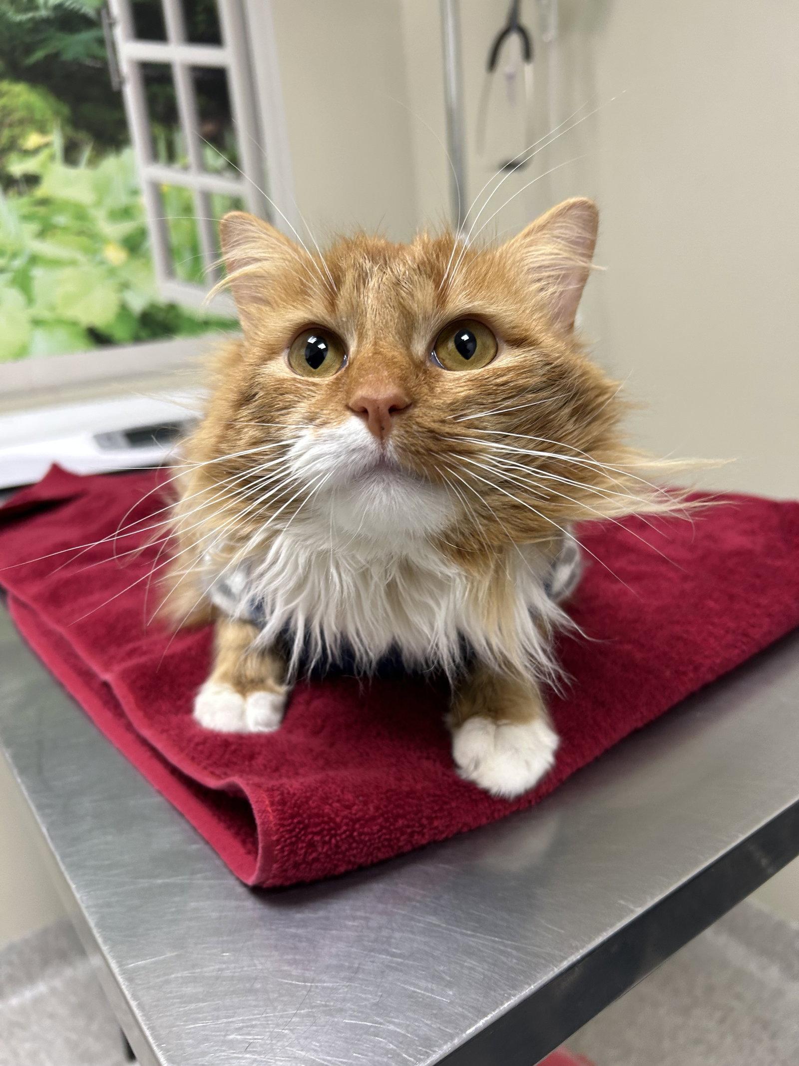 Enlarge Smoothie, a Adoptable Domestic Long Hair in Lancaster, PA image 1/2