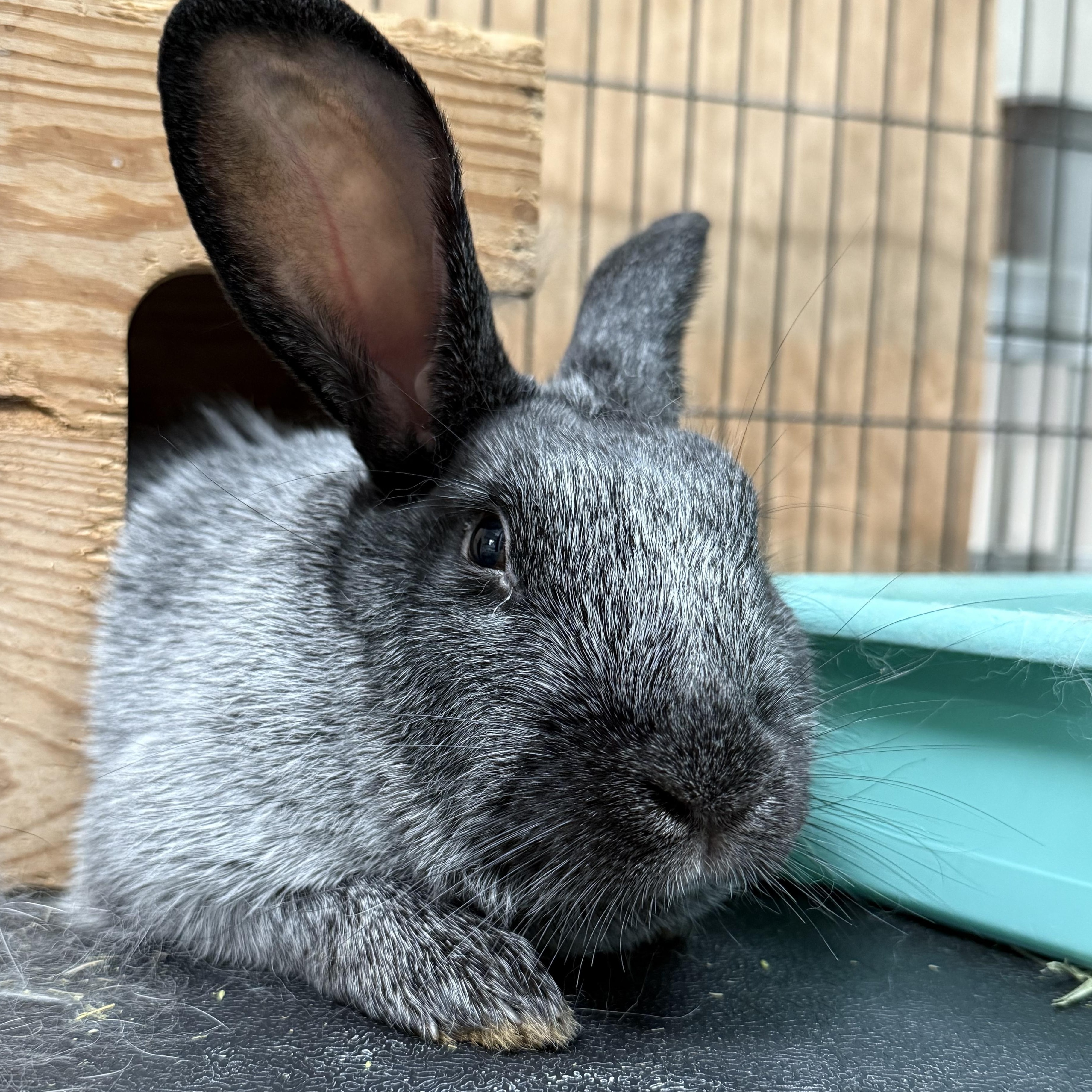 Tulip, Adoptable, Young Female Champagne D'Argent.