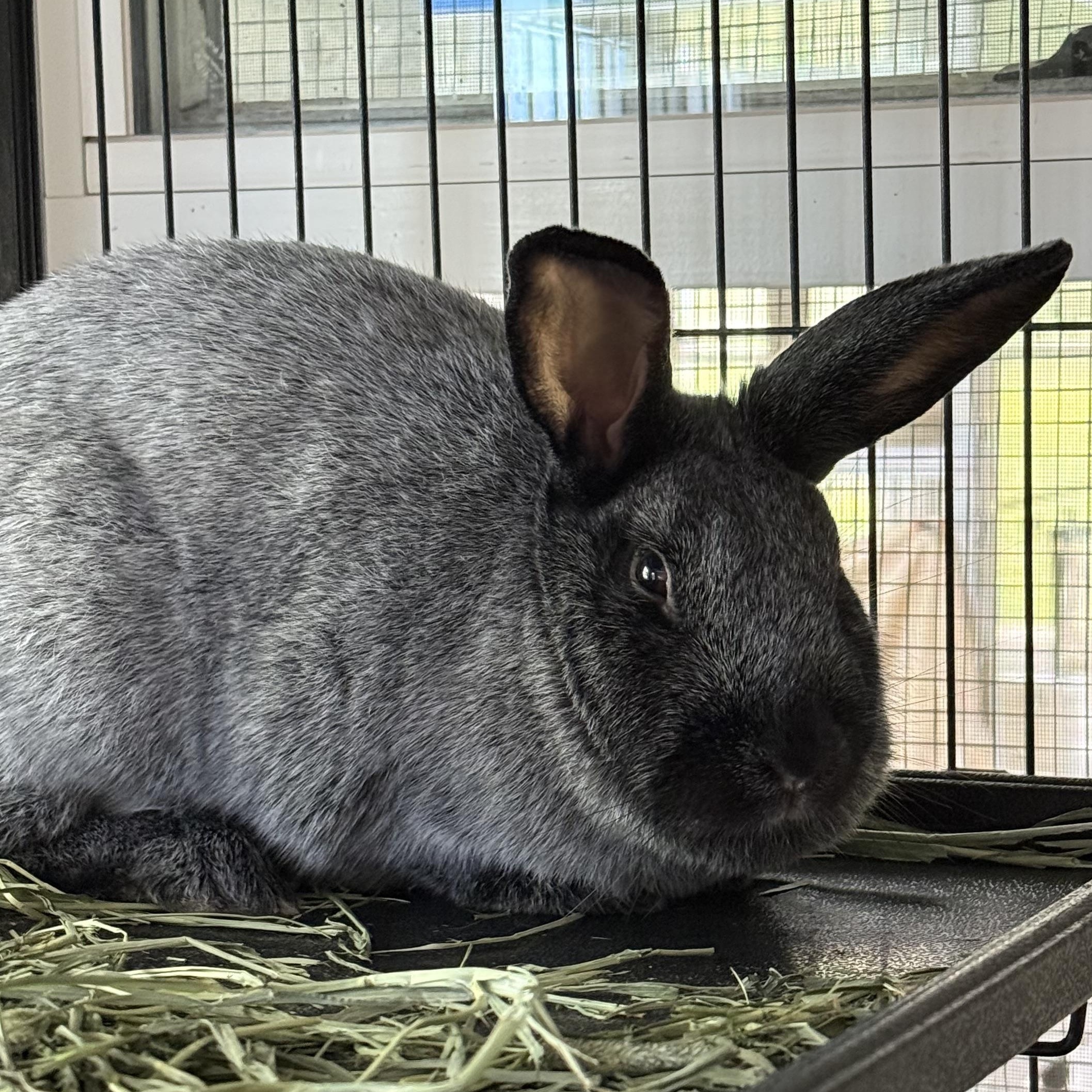 Tulip, a Adoptable Champagne D'Argent in West Milford, NJ image 2/2