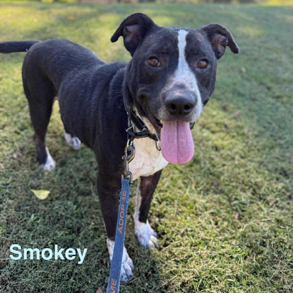 Enlarge Smokey, a Adoptable mixed breed in Carmel, IN image 1/6