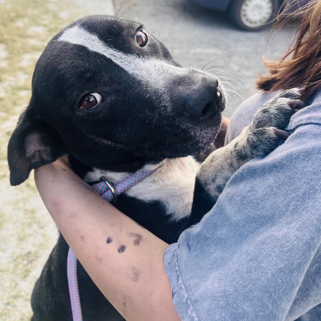 Enlarge Smokey, a Adoptable mixed breed in Carmel, IN image 2/6