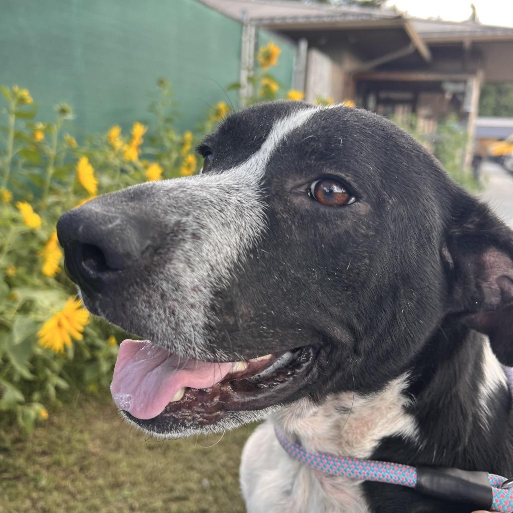 Enlarge Smokey, a Adoptable mixed breed in Carmel, IN image 3/6