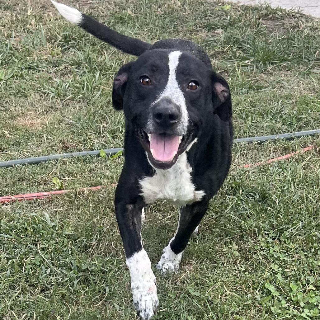 Enlarge Smokey, a Adoptable mixed breed in Carmel, IN image 4/6