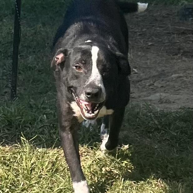 Enlarge Smokey, a Adoptable mixed breed in Carmel, IN image 5/6