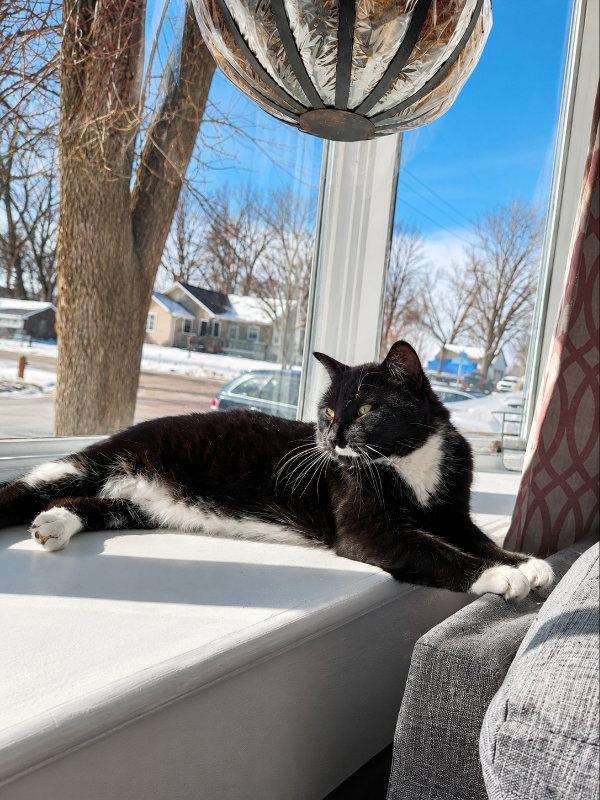 Frankie, a Adoptable mixed breed in Mankato, MN image 2/3