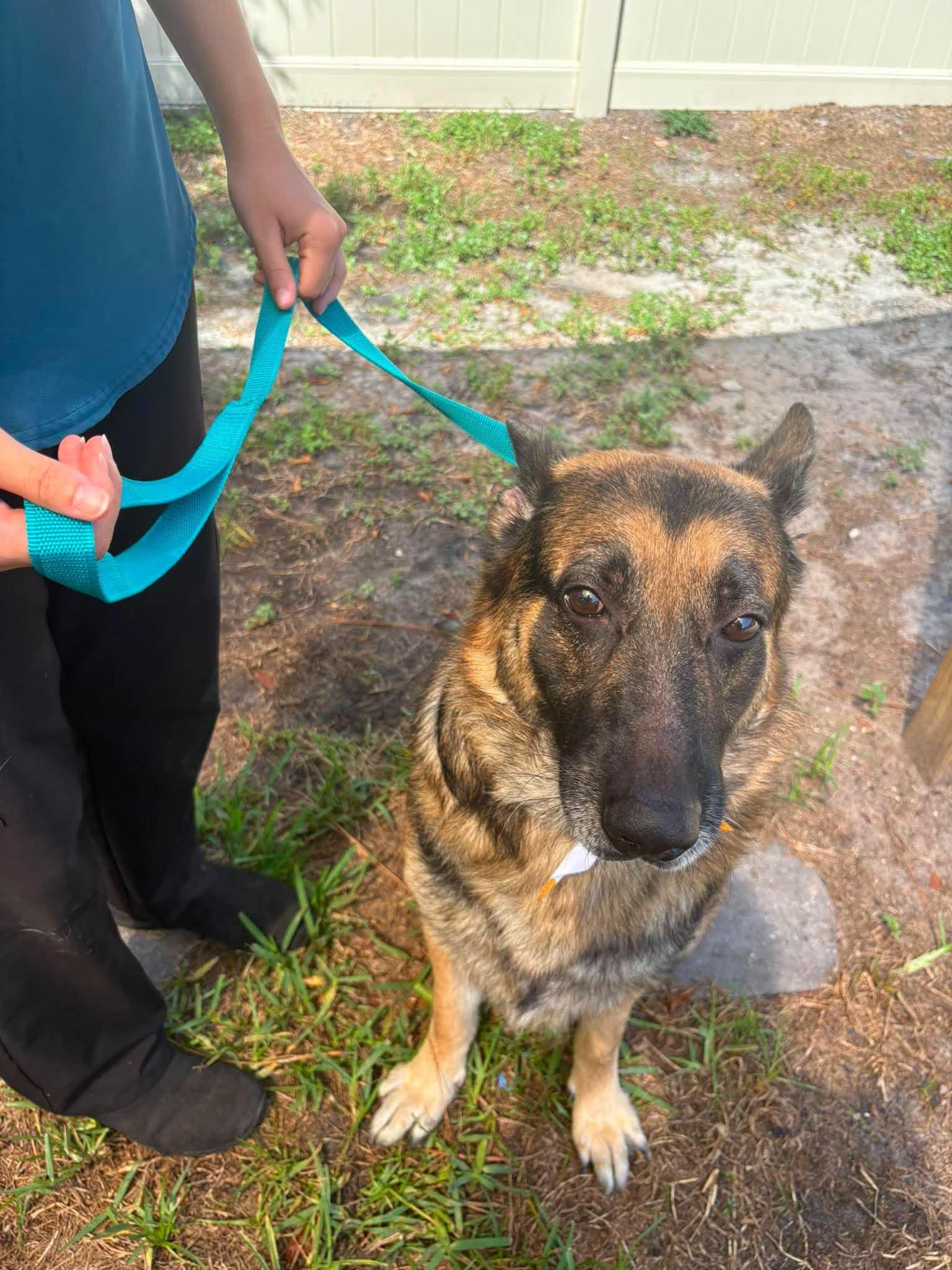 Enlarge Bronx, a Adopted German Shepherd Dog in New Smyrna Beach, FL image 3/4