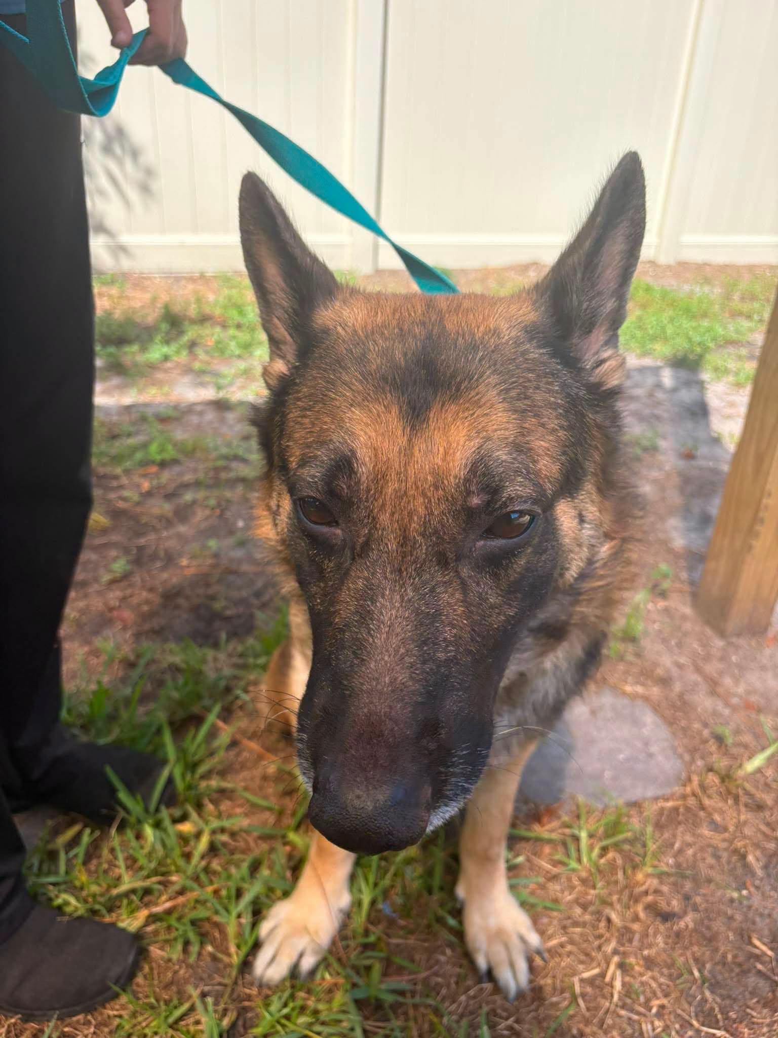 Enlarge Bronx, a Adopted German Shepherd Dog in New Smyrna Beach, FL image 4/4