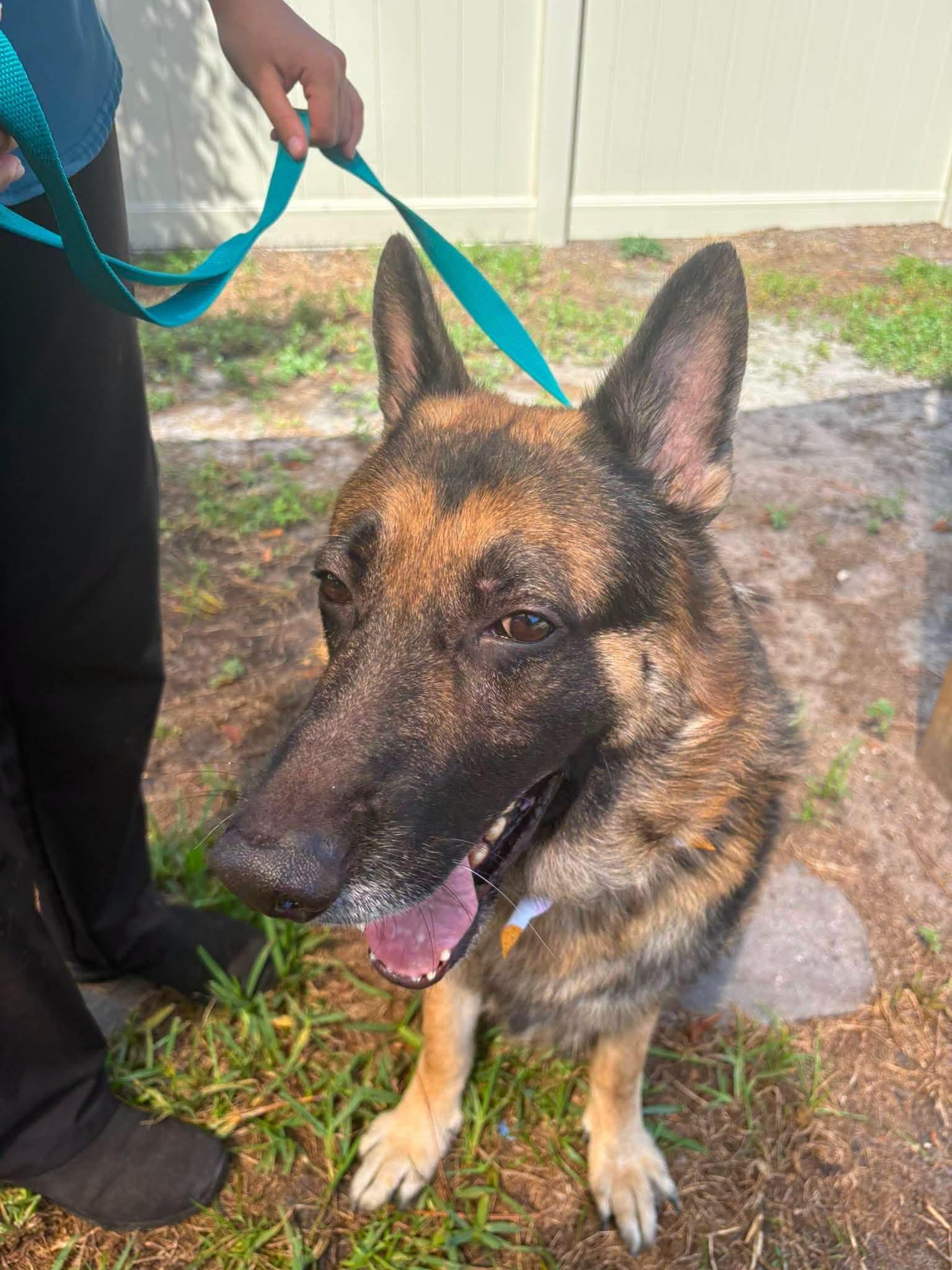 Enlarge Bronx, a Adopted German Shepherd Dog in New Smyrna Beach, FL image 1/4