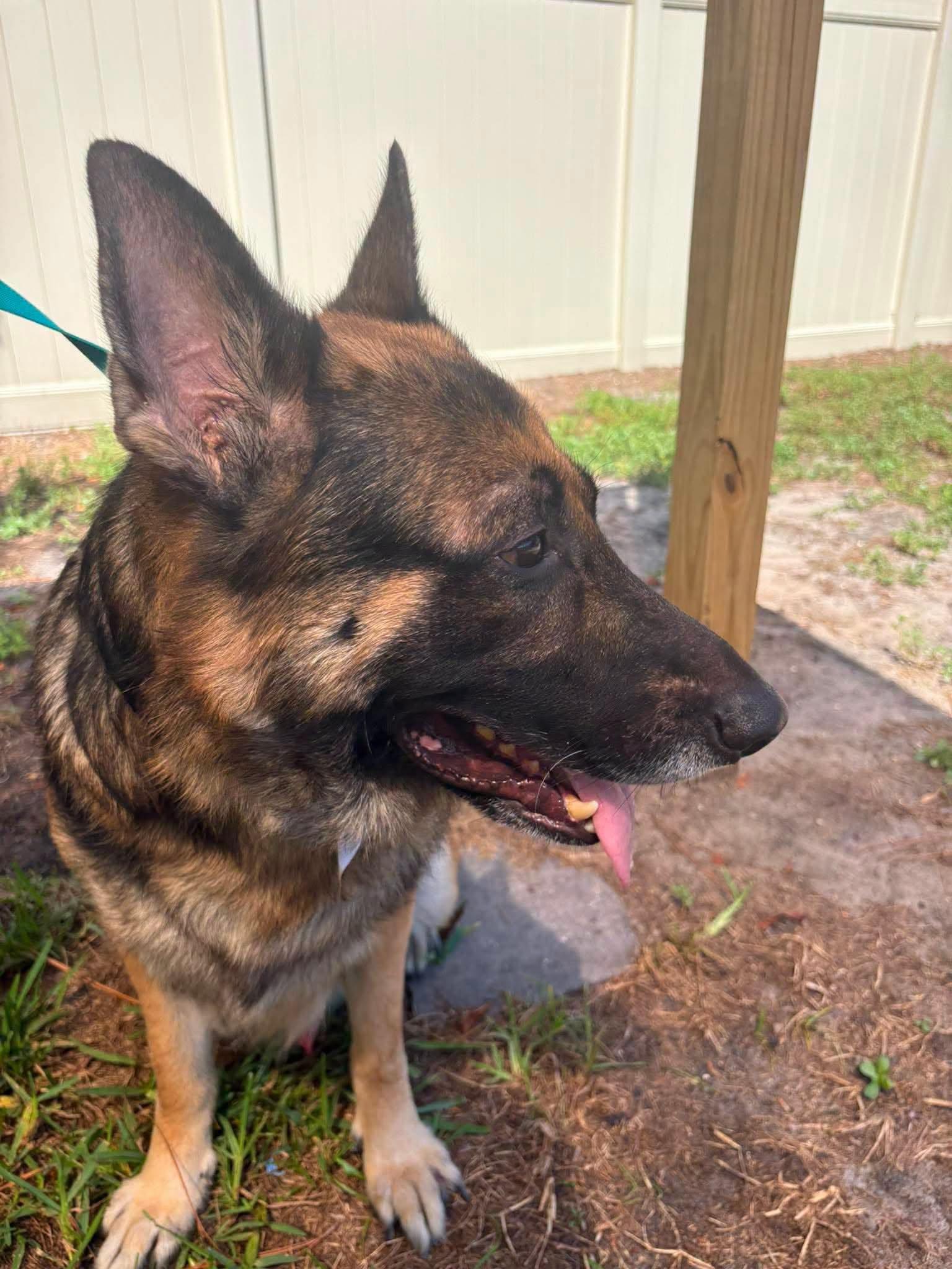 Enlarge Bronx, a Adopted German Shepherd Dog in New Smyrna Beach, FL image 2/4