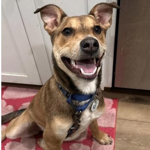 Melody, adoptable, Young Male Mixed Breed.