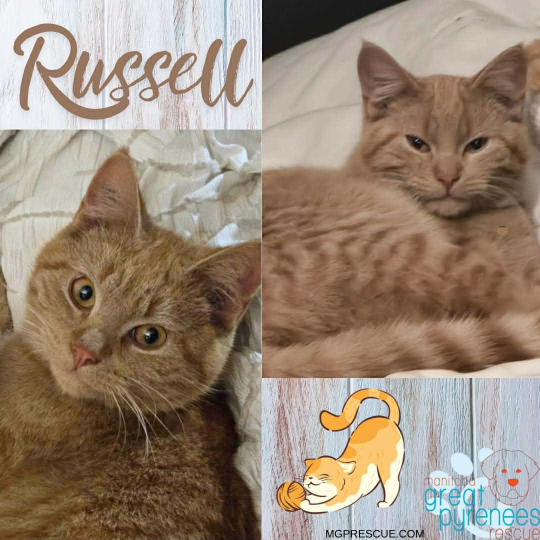 Russell, Adoptable, Young Male Domestic Short Hair.