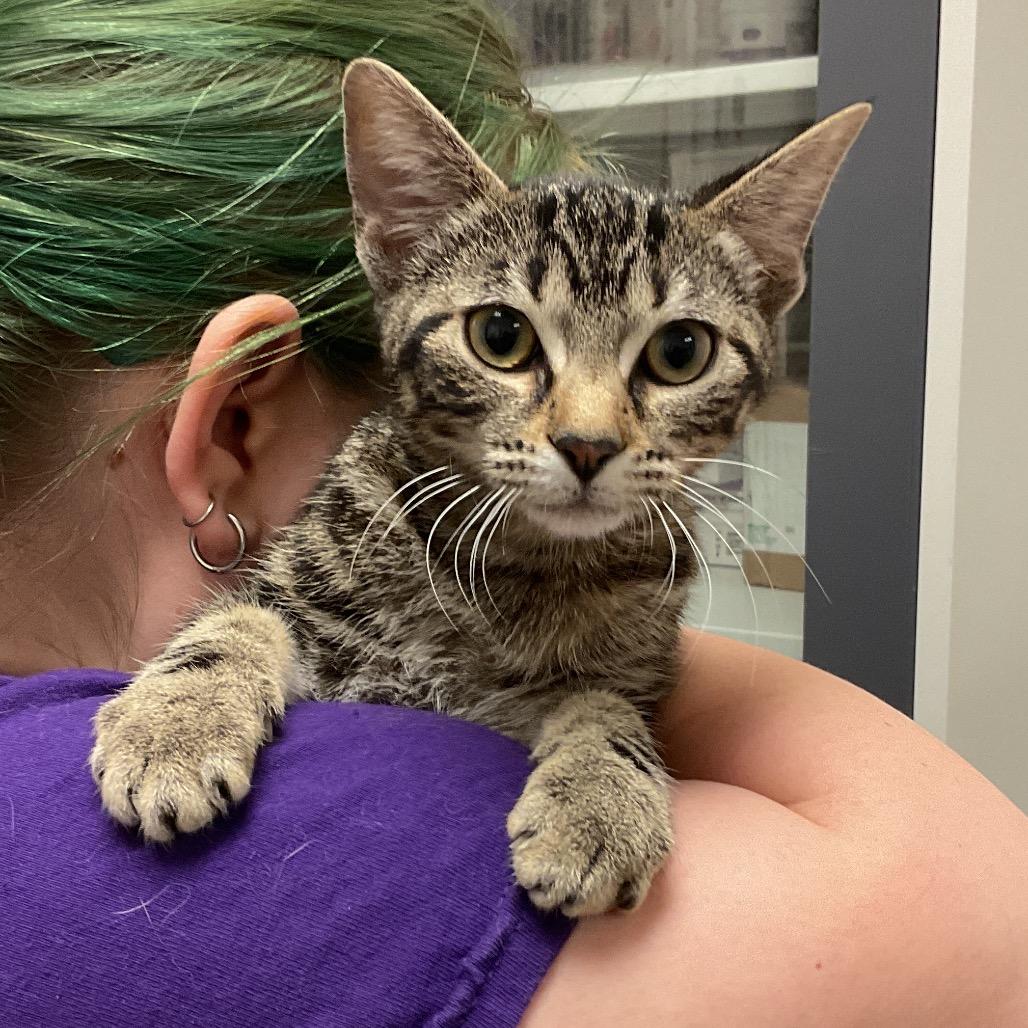 Butters, Adoptable, Kitten Female Domestic Short Hair.