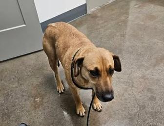 Enlarge CJ, a ADOPTABLE mixed breed in Hopkinton, MA image 6/6