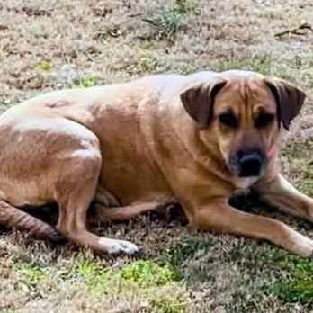 Enlarge CJ, a ADOPTABLE mixed breed in Hopkinton, MA image 5/6