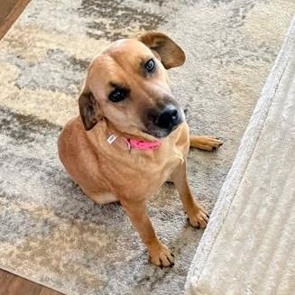 Enlarge CJ, a ADOPTABLE mixed breed in Hopkinton, MA image 1/6