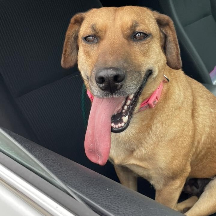 CJ, ADOPTABLE, Young Female Mixed Breed.