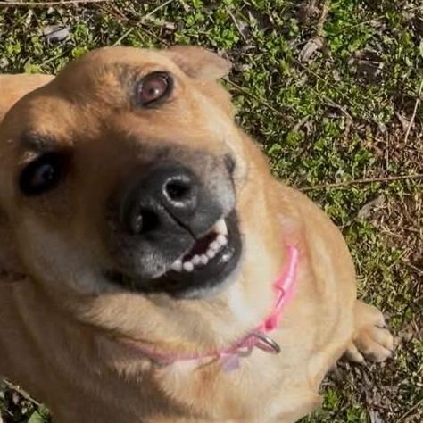 Enlarge CJ, a ADOPTABLE mixed breed in Hopkinton, MA image 3/6