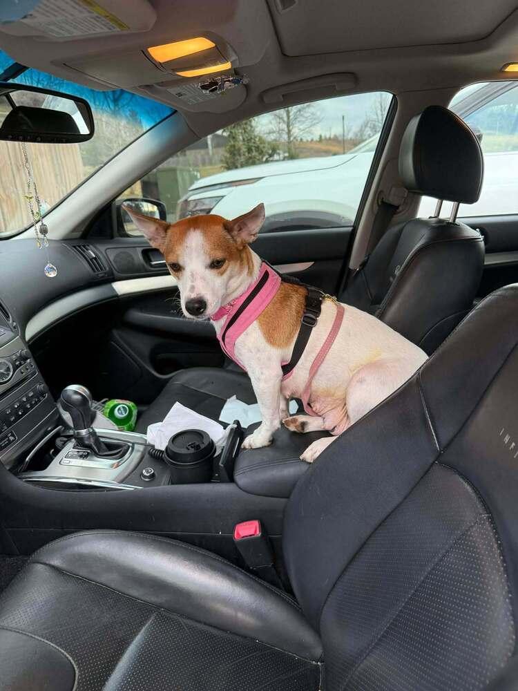 Polly, Adoptable, Young Female Jack Russell Terrier & Chihuahua.
