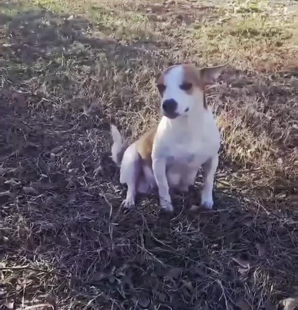 Enlarge Polly, a Adoptable mixed breed in Norfolk, MA image 3/4