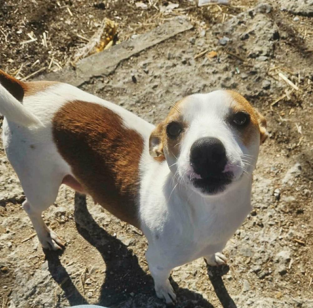 Enlarge Polly, a Adoptable mixed breed in Norfolk, MA image 4/4